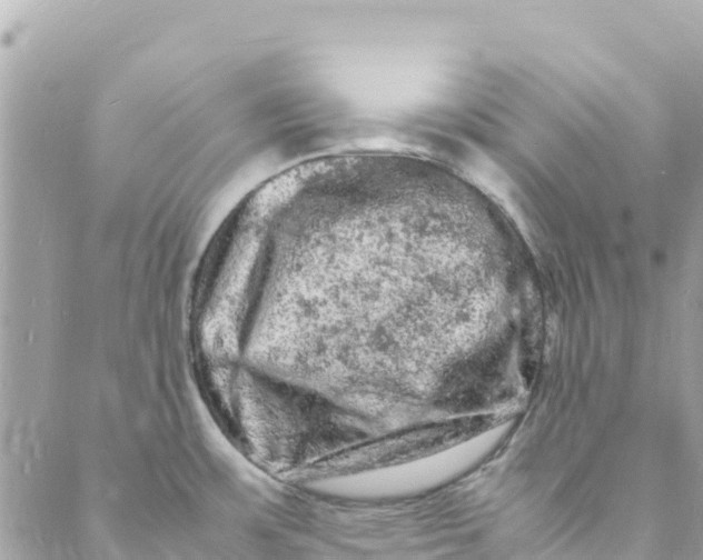 X0000088031483200706011337