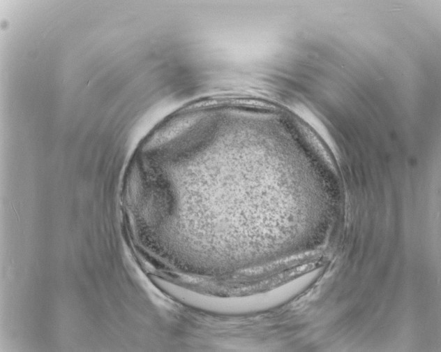 X0000088031485200706011337