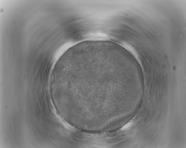 X0000088031488200706011337