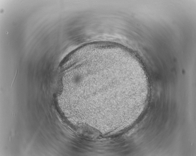 X0000088031505200706011336