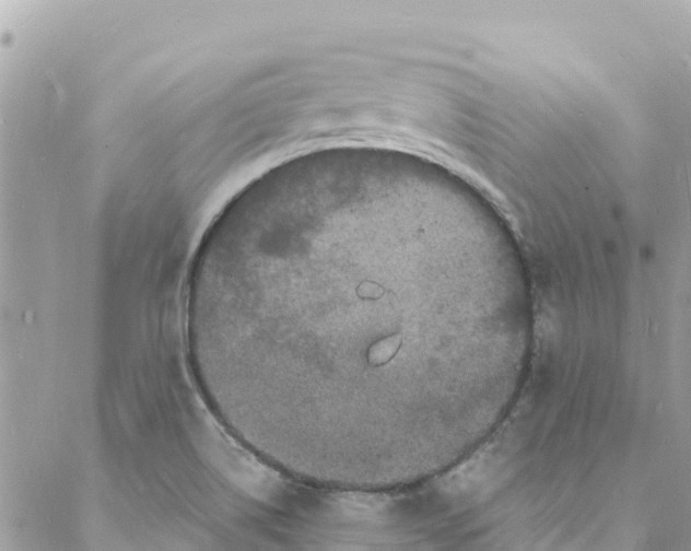 X0000088031514200706011336