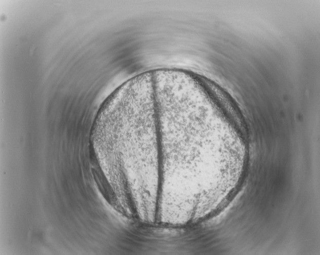 X0000088031521200706011337