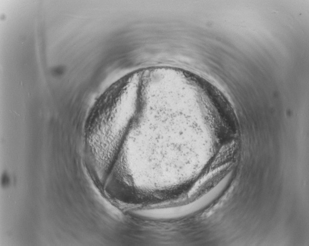 X0000088031525200706011337