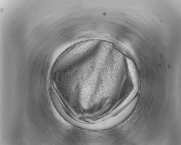 X0000088031528200706011337