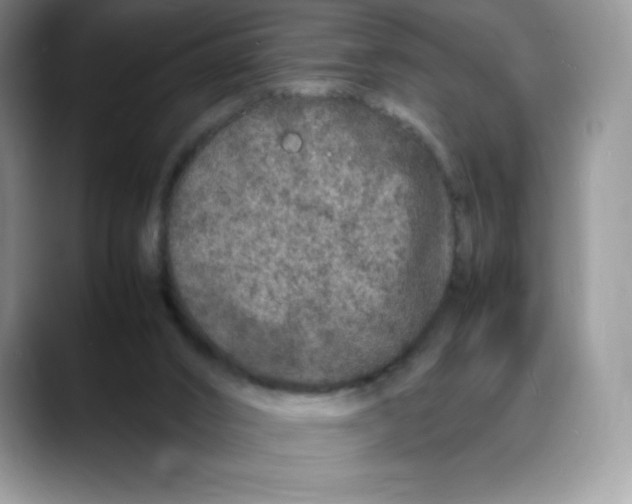 X0000088030016200706081510