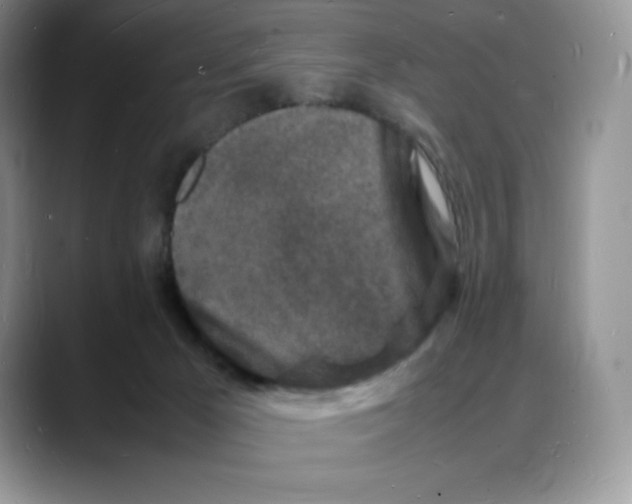 X0000088030029200706081510