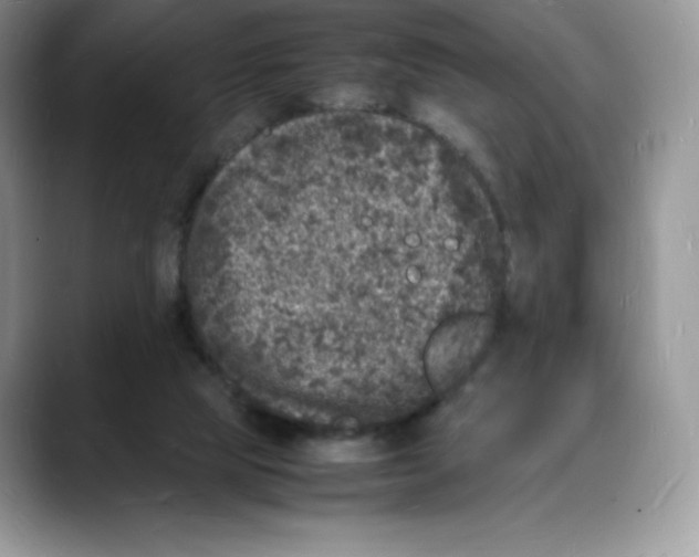 X0000088030065200706081510