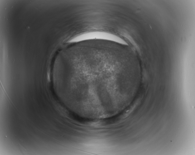X0000088030068200706081510