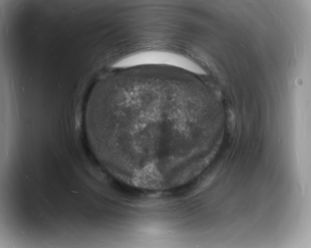 X0000088030072200706081510