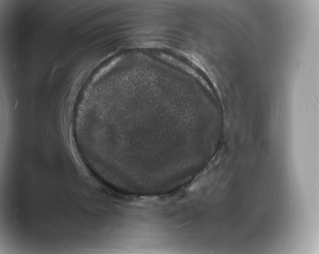 X0000088030097200706081509