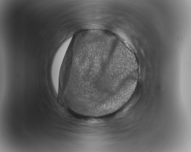 X0000088030109200706081509