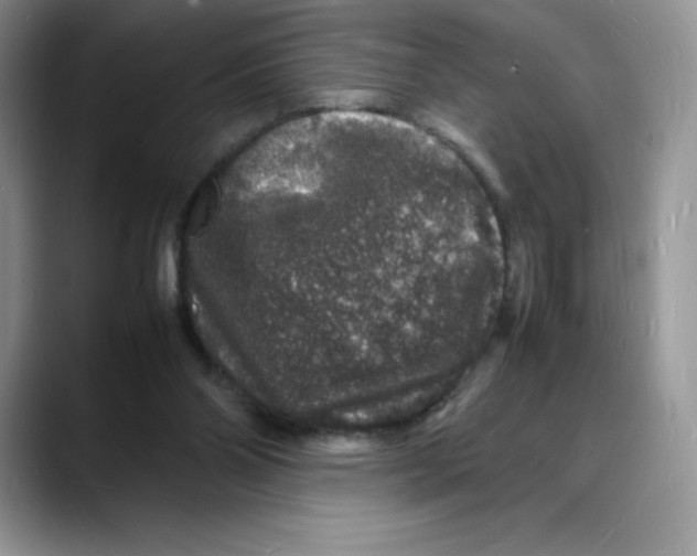 X0000088030110200706081509