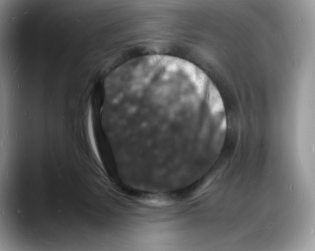 X0000088030127200706081509