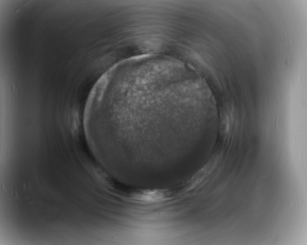 X0000088030130200706081509