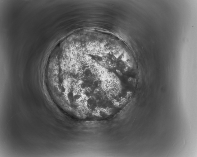 X0000088030145200706081508