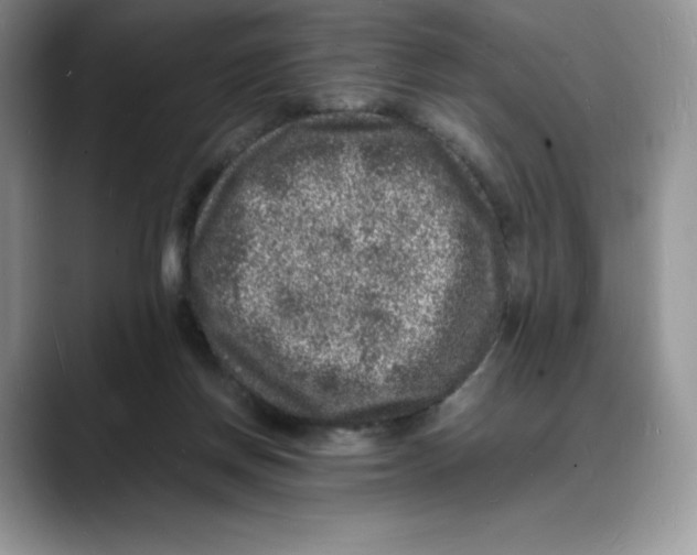 X0000088030166200706081508