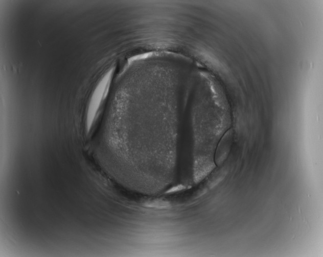 X0000088030258200706081507