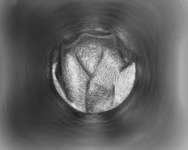 X0000088030269200706081507