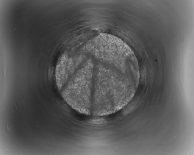 X0000088030278200706081507