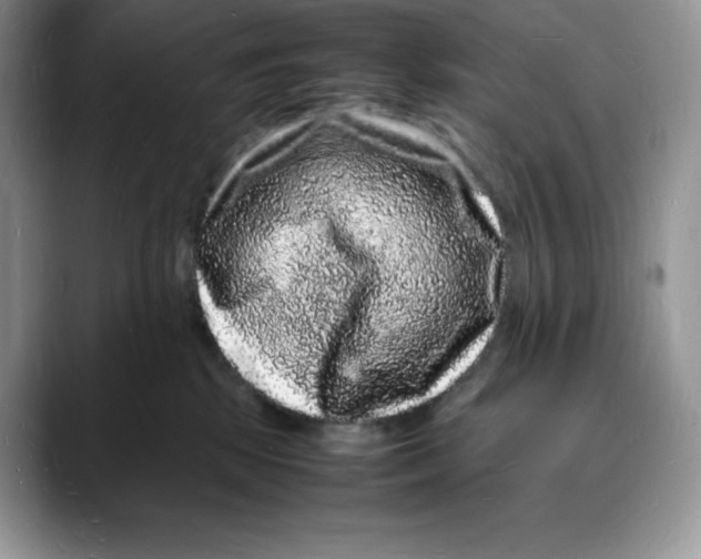 X0000088030281200706081507