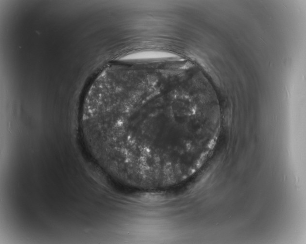X0000088030303200706081507