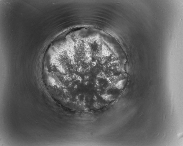 X0000088030337200706081506
