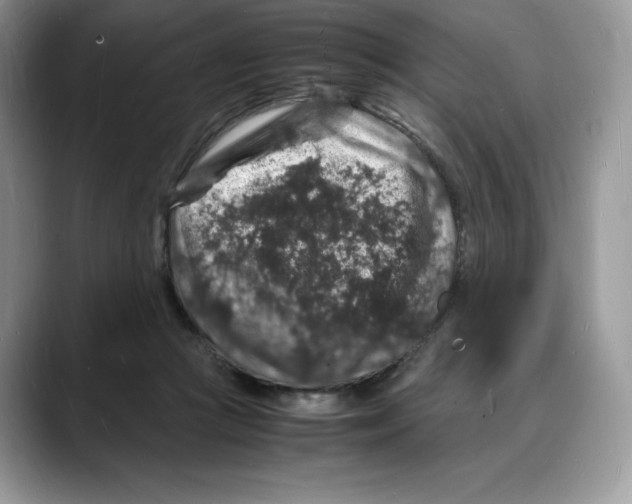 X0000088030361200706081506