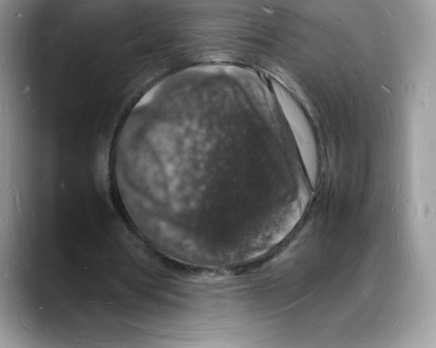 X0000088030386200706081506