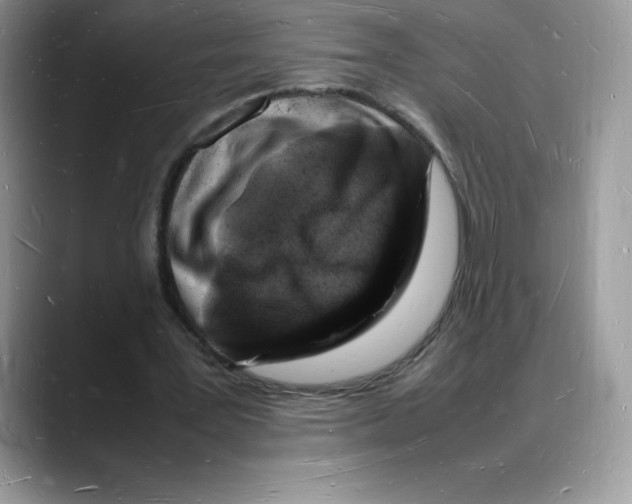 X0000088030387200706081506
