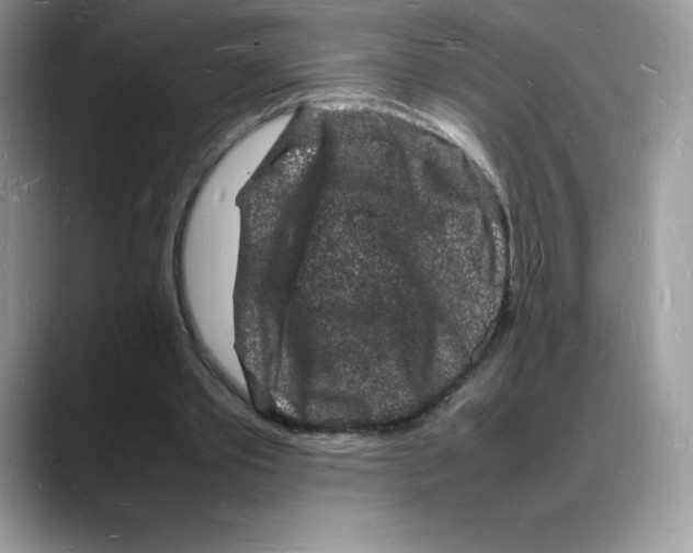 X0000088030389200706081506