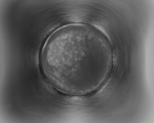 X0000088030390200706081506