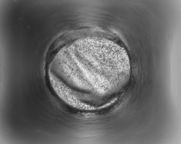 X0000088030395200706081506