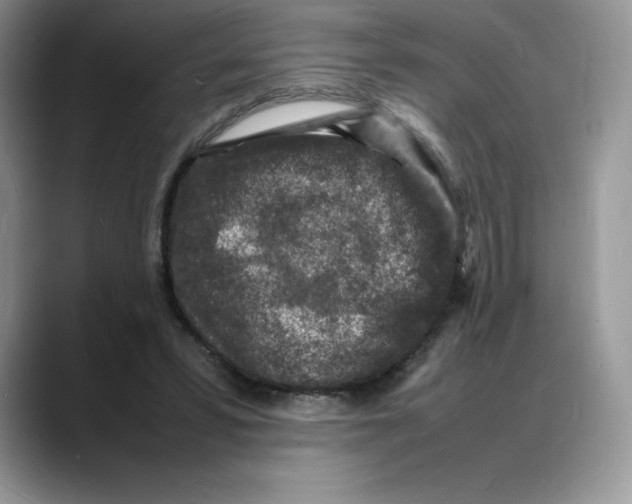 X0000088030399200706081505