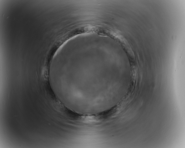 X0000088030419200706081505