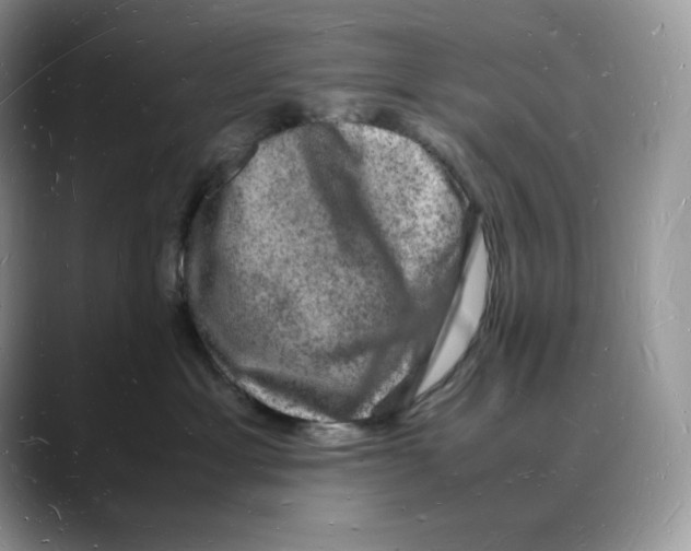 X0000088030429200706081505