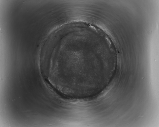 X0000088030434200706081504