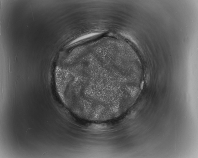 X0000088030455200706081505