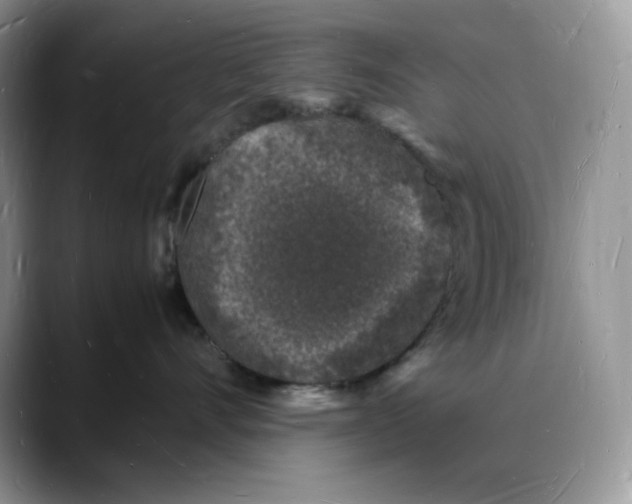 X0000088030528200706081504