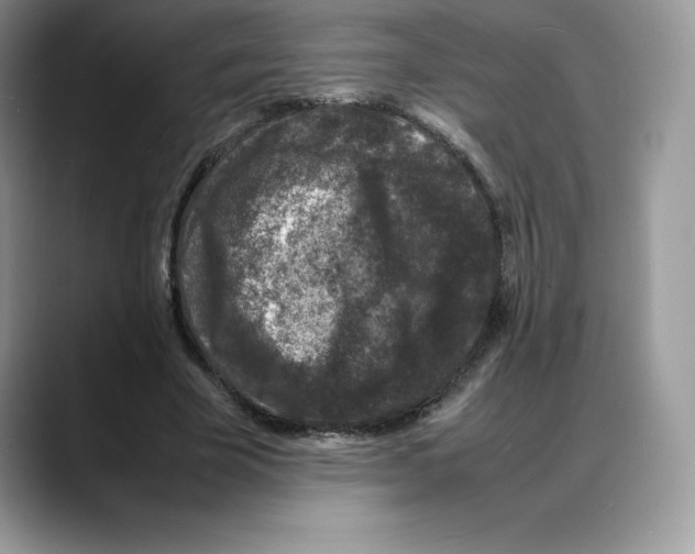 X0000088030585200706081503