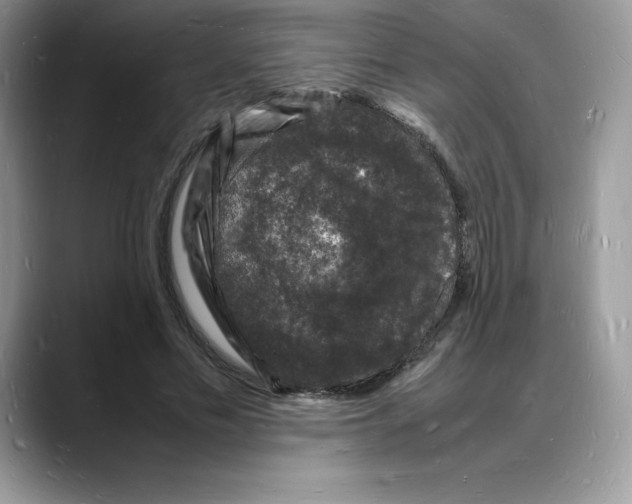 X0000088030589200706081503