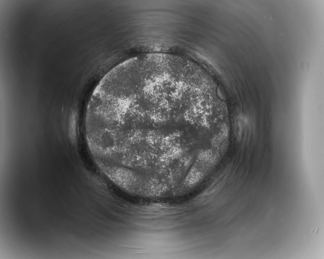 X0000088030594200706081503
