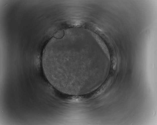 X0000088030612200706081503