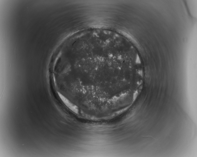 X0000088030626200706081502