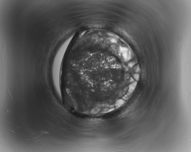 X0000088030637200706081502