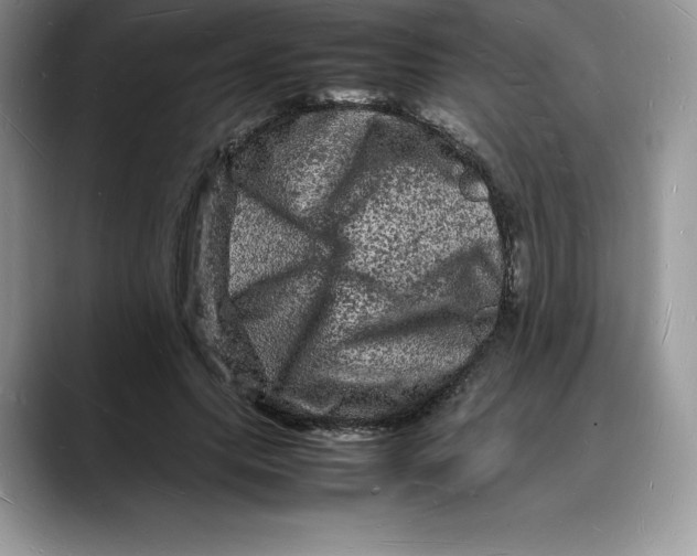 X0000088030639200706081502
