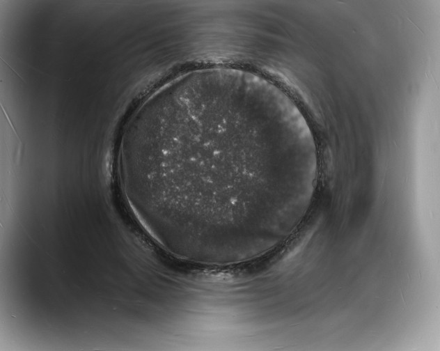 X0000088030640200706081502