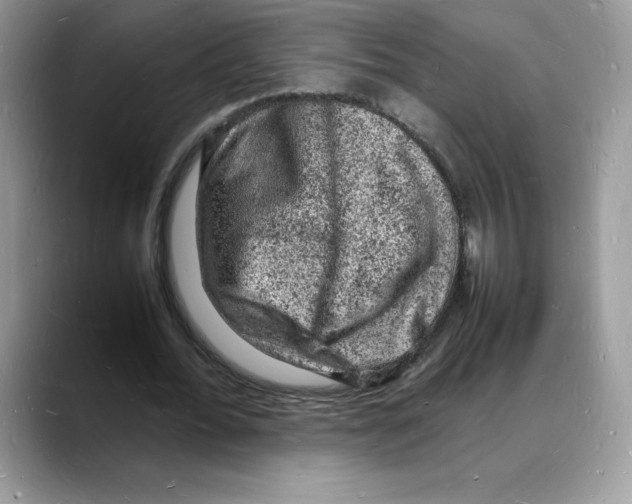 X0000088030676200706081502