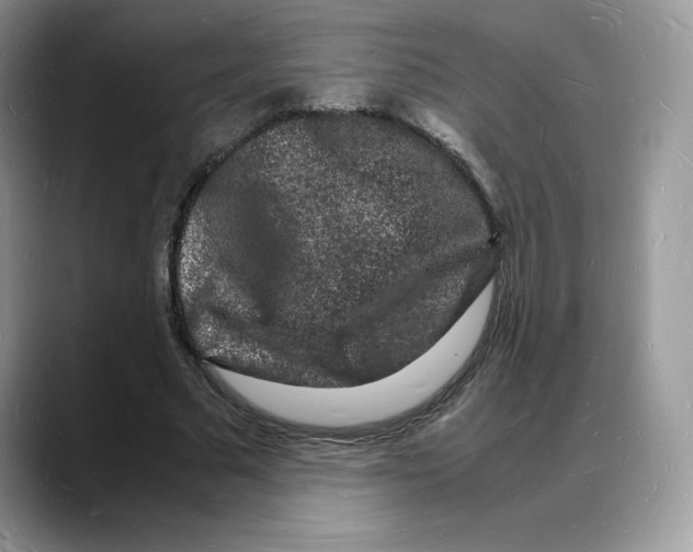 X0000088030681200706081502