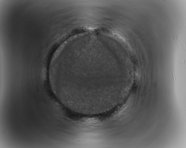 X0000088030689200706081502