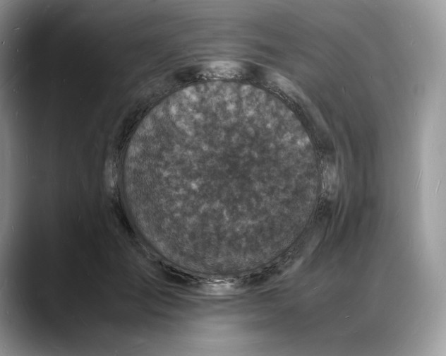 X0000088030701200706081501